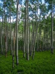 p1020865-aspenverdence